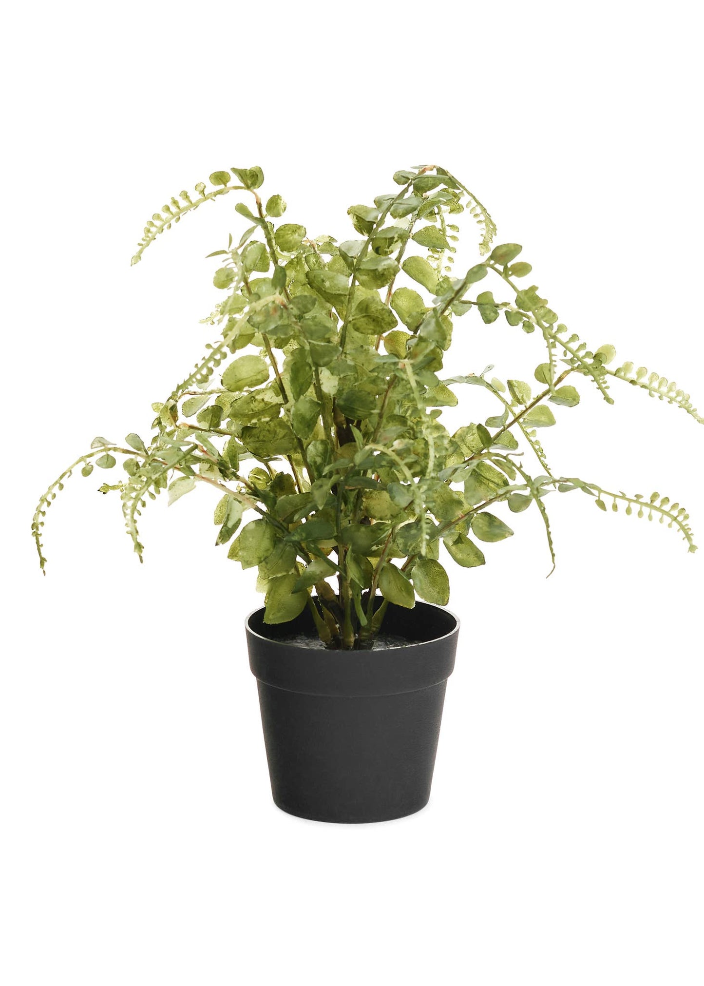 FERN POTTED PLST GREEN 9X14 -