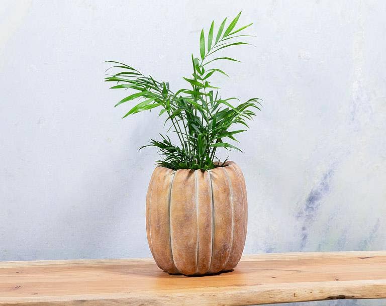Cement Pumpkin Planter -