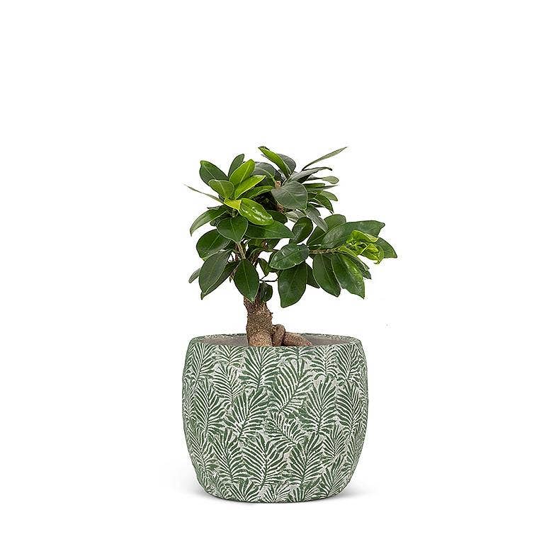 Green Leaf Planter -