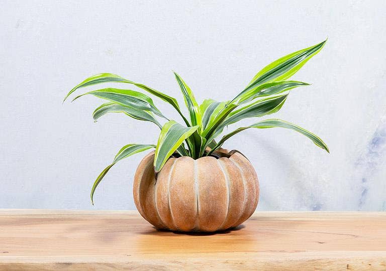 Cement Pumpkin Planter -